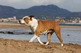 AMSTAFF ADULT 238